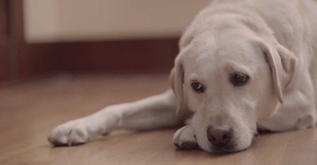 buddy makes us bawl budweisers emotional anti drinking ad video