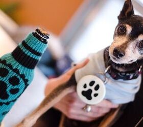 This Brew’s For Bowser: Beer For Dogs Is A Cool, Refreshing Trend
