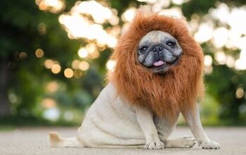 Top 10 Howlarious Dog Halloween Costumes