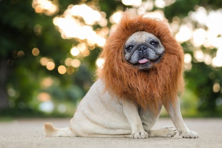 top 10 howlarious dog halloween costumes