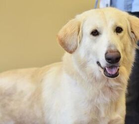 adoptable dog of the week taylor