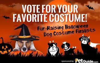 Vote For Your Favorite Dog Halloween Costume