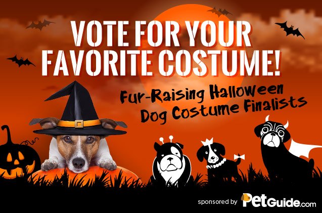 vote for your favorite dog halloween costume