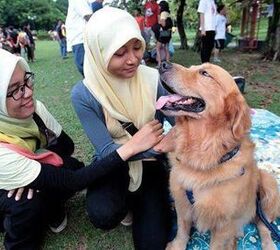 Malaysian “I Want To Touch A Dog” Event A Surprise Success