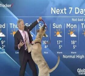 Hilarity Ensues When This Dog Helps Forecast The Weather [Video]