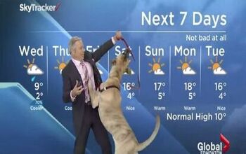 Hilarity Ensues When This Dog Helps Forecast The Weather [Video]