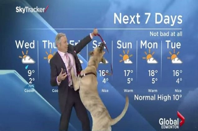 hilarity ensues when this dog helps forecast the weather video