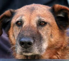 8 Age-Related Facts About Senior Dogs Dietary Needs