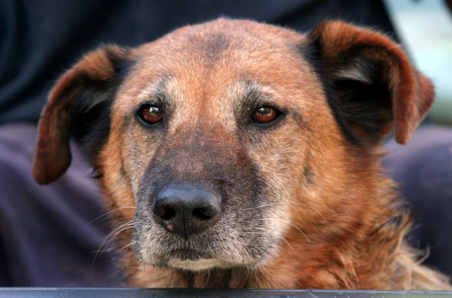 8 age related facts about senior dogs dietary needs