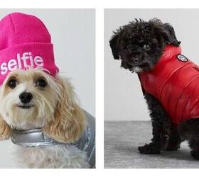 April Fool’s Joke Now A Real Dog Clothing Line At American “Beagle