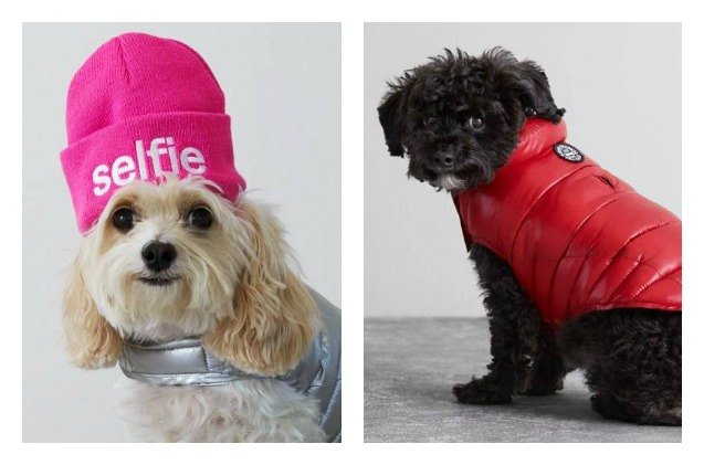 april fools joke now a real dog clothing line at american beagle