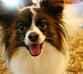 A Blast At BarkWorld: Barks And Meows Abound At Pet Blogger Conference