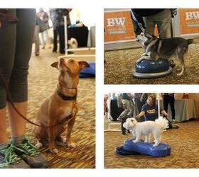 a blast at barkworld barks and meows abound at pet blogger conference