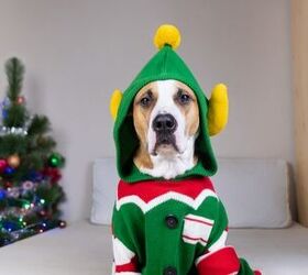 Top 10 Ugly Christmas Sweaters For Dogs