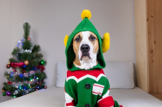 top 10 ugly christmas sweaters for dogs