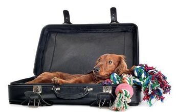The Jolly Jet-Setter’s Holiday Guide For Boarding Your Dog