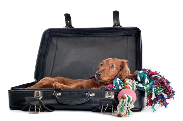 the jolly jet setters holiday guide for boarding your dog