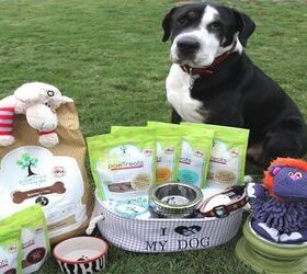 customized dog food from pawtree has your dogs name all over it