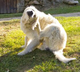 my dog has fleas 8211 what do i do
