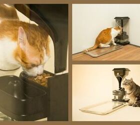 keep an eye on your cats feeding habits with cutting edge bistro