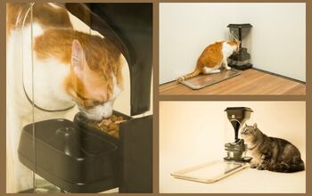 Keep An Eye On Your Cat’s Feeding Habits With Cutting-Edge Bistro