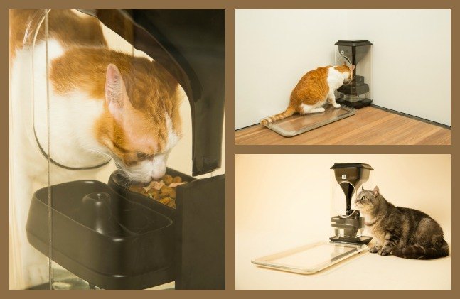 keep an eye on your cats feeding habits with cutting edge bistro