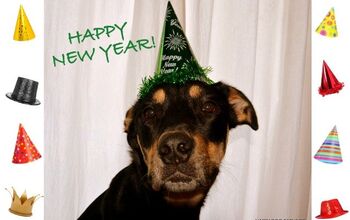 Ask The Hairy Dogfathers: New Year’s Resolutions