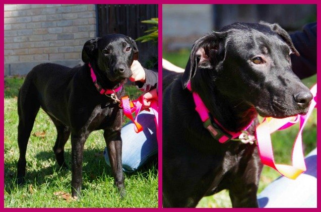 adoptable dog of the week 8211 emmy
