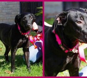adoptable dog of the week emmy