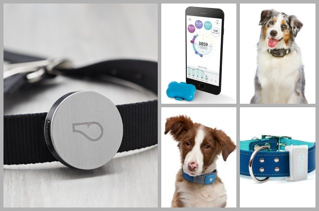 top 10 tech accessories to help fido get fit