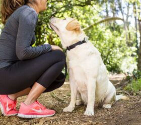 top 10 tech accessories to help fido get fit