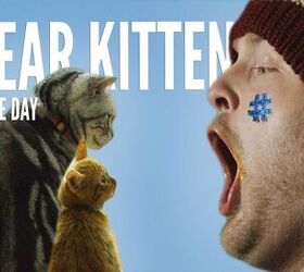 Wise Cat Explains The Super Bowl In Latest “Dear Kitten” Episode [