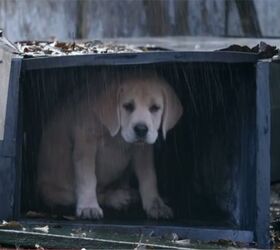 #BestBuds Are Back In Budweiser’s 2015 Super Bowl Commercial [Video]