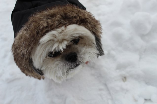 canadian canine oscar 8217 s chilly response to winter eh