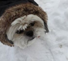 Canadian Canine Oscar’s Chilly Response To Winter, Eh!