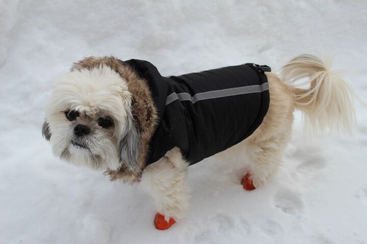 canadian canine oscars chilly response to winter eh