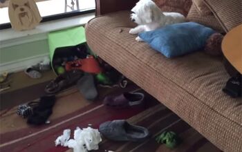 Who Made The Mess? The Answer… Won’t Shock You [Video]