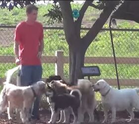 Squeaky Shoes At Dog Park A Huge Hit [Video]