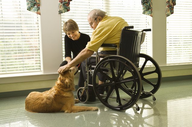 lending a helping paw whats involved in therapy dog training