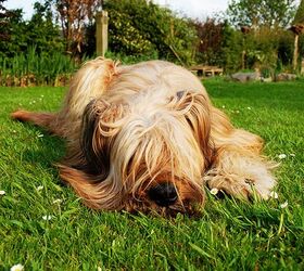 7 Natural Essential Oils For Dogs