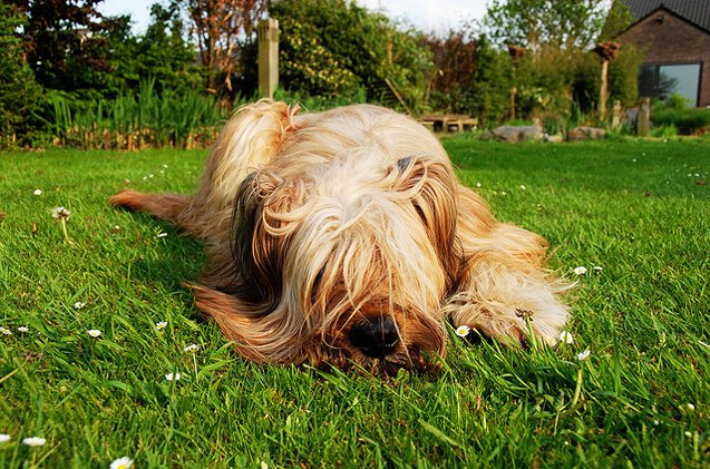 7 natural essential oils for dogs