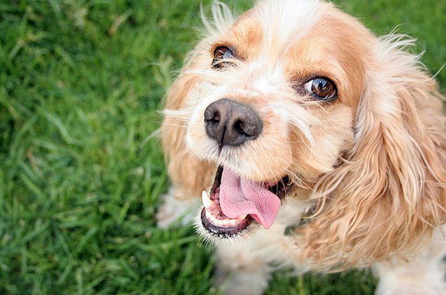 lets talk about pancreatitis in dogs