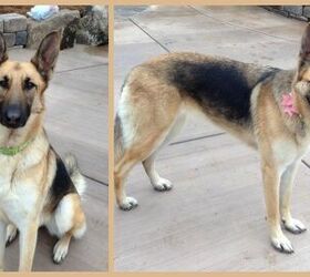adoptable dog of the week 8211 beyonce