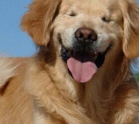 blind service dogs smile brightens the lives of others