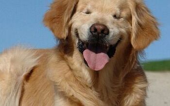 Blind Service Dog’s Smile Brightens The Lives Of Others