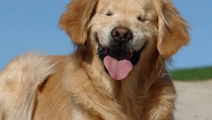 blind service dogs smile brightens the lives of others