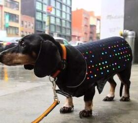 Flashback: The ’70s Are Back With The Light-Up Disco Dog Vest