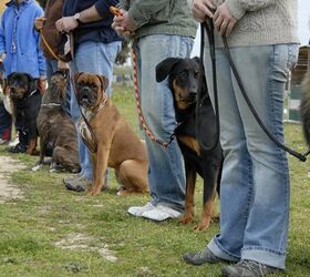 heads up dog trainers why you should treat humans like dogs