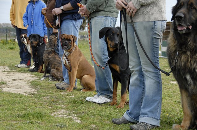 heads up dog trainers why you should treat humans like dogs