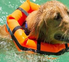 keep your dogs head above water with the watercollar pfd